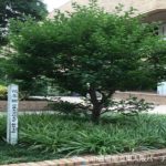 近畿大学の木を発見