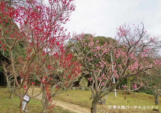 枚岡神社の梅林を見てきました