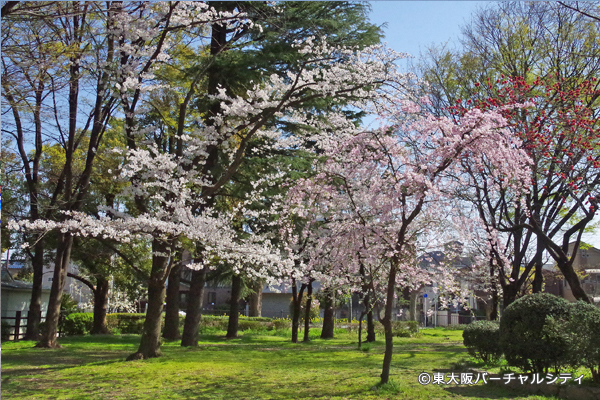 桜満開！春満開！ 八戸ノ里公園