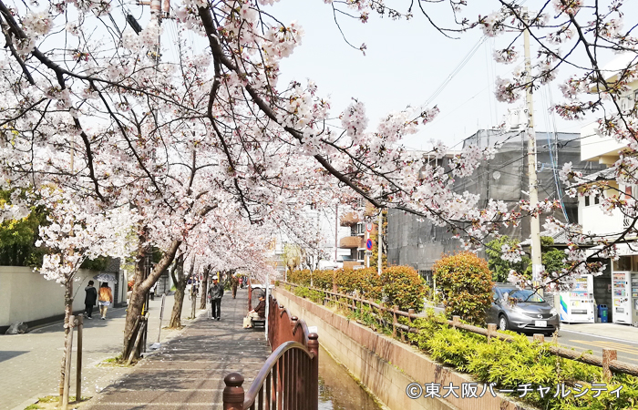 長瀬川沿いの桜を見てきました