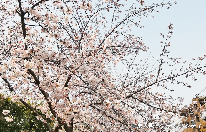 長瀬川沿いの桜を見てきました