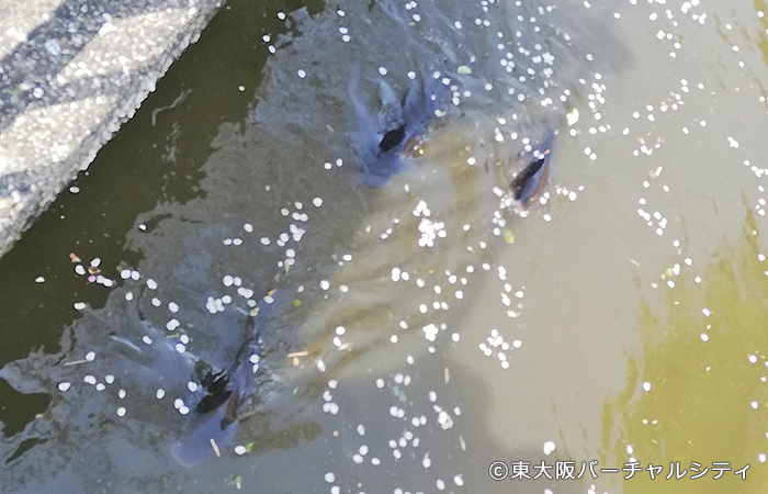 長瀬川沿いの桜を見てきました
